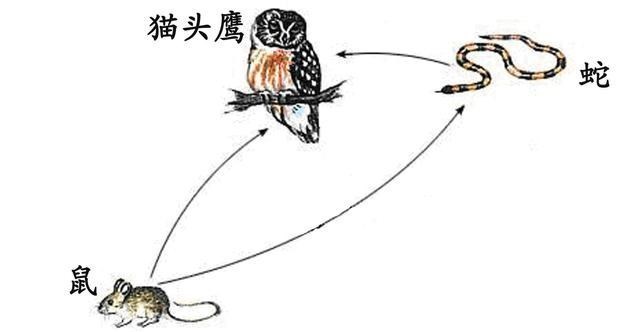 科学家 菜花蛇没毒，凭什么被称为“百蛇之王”？别的毒蛇反而还怕它？