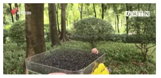 20万只绝育蚊子被放飞,以蚊治蚊就能让蚊子“断子绝孙”?