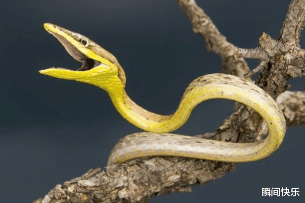 星座运势|属蛇的人生在几月，2021年钱包鼓鼓，职场顺遂，事业翻倍好运