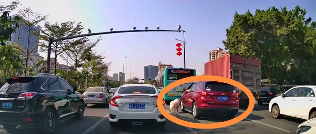 读特 神操作:有人竟在马路上边开车边遛狗,司机:我家狗太懒了!