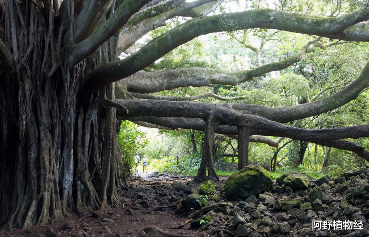 抗体 食人树是否存在？印尼祭柏证实“虚构”，非洲蛇树传说却还在流传