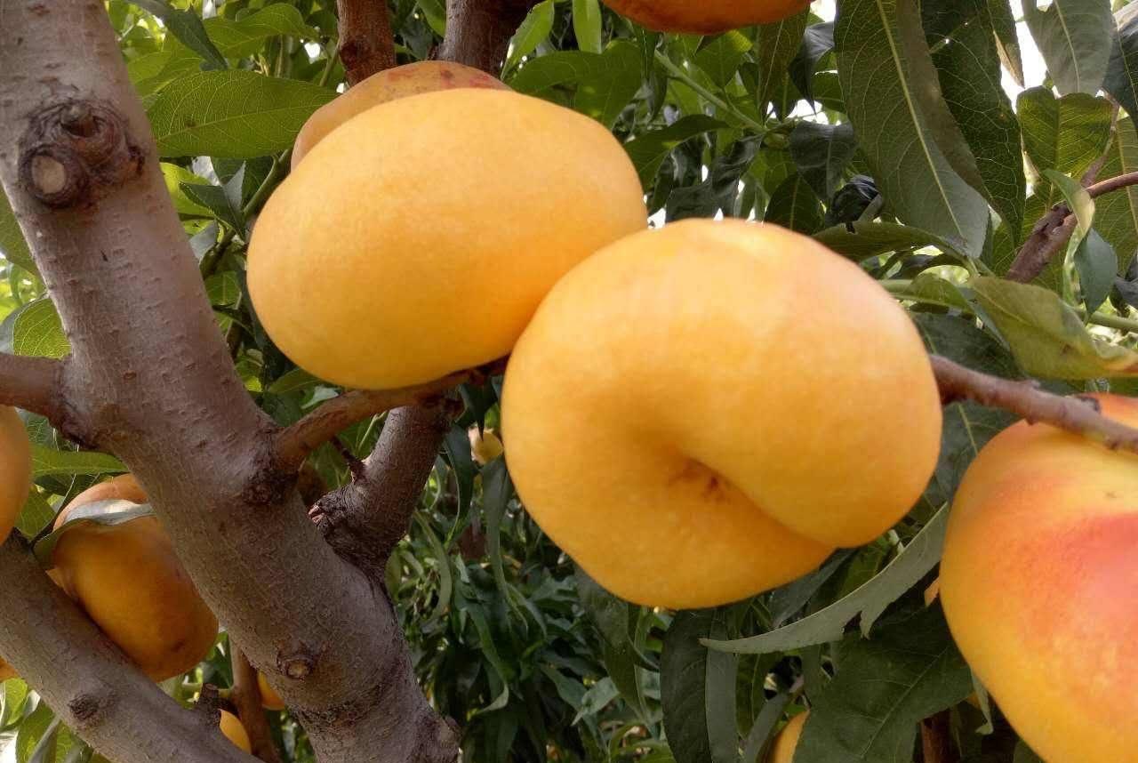 糖尿病|建议:不管有钱没钱,8月别错过这五种水果,营养美味身体棒