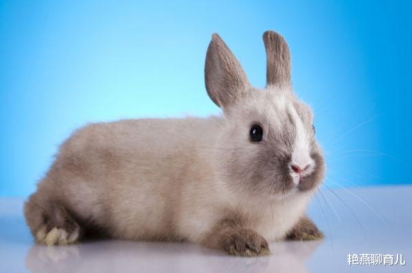 艳燕聊育儿|8月生肖兔，财运事业运稳中有升，切不可急！