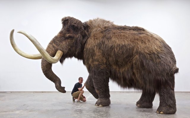 猛犸象 “灭绝生物即将复活？”美国作出重大决定，直接引爆国际舆论