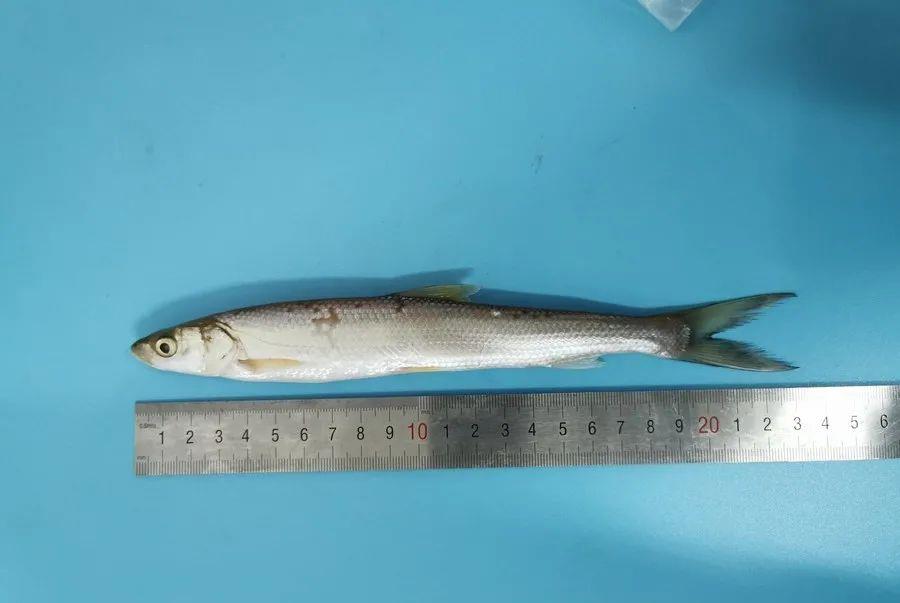  消失20年的珍稀鱼类重现洞庭湖，是什么措施让快灭绝的鱼类重生？