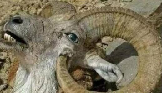 自己“杀”自己的三种动物,没被人类捕杀,最终天敌还是自己