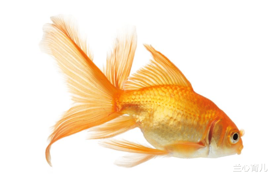 兰心育儿|“我养的鱼淹死了”，老师批学生没有常识，专家：孩子是对的