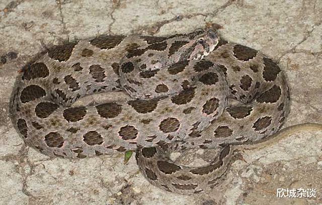 毒液 被称为‘寡妇蛇’的圆斑蝰蛇究竟有多可怕，毒性强还善伪装