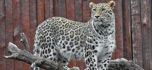 黑洞 人真能徒手打死豹子？历史上仅3人成功过，背后都有一个共同诀窍