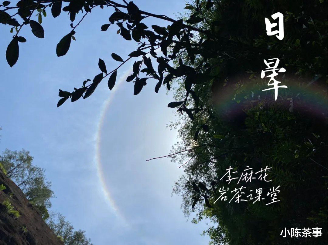 岩茶里，肉桂怎么区分好坏？听听老茶客的实话，都是踩坑后的血泪