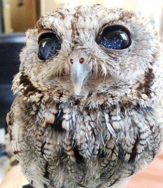 猫头鹰|世界上最罕见的几种眼睛,来看看你见过哪些呢?
