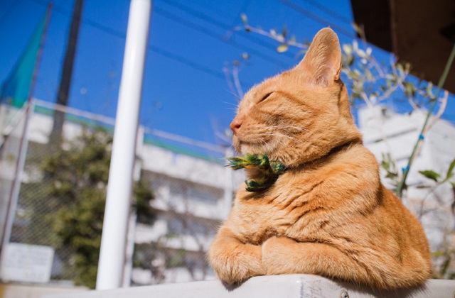 水果|三伏天后的秋天，如何“养阳”？一些细节值得我们做好