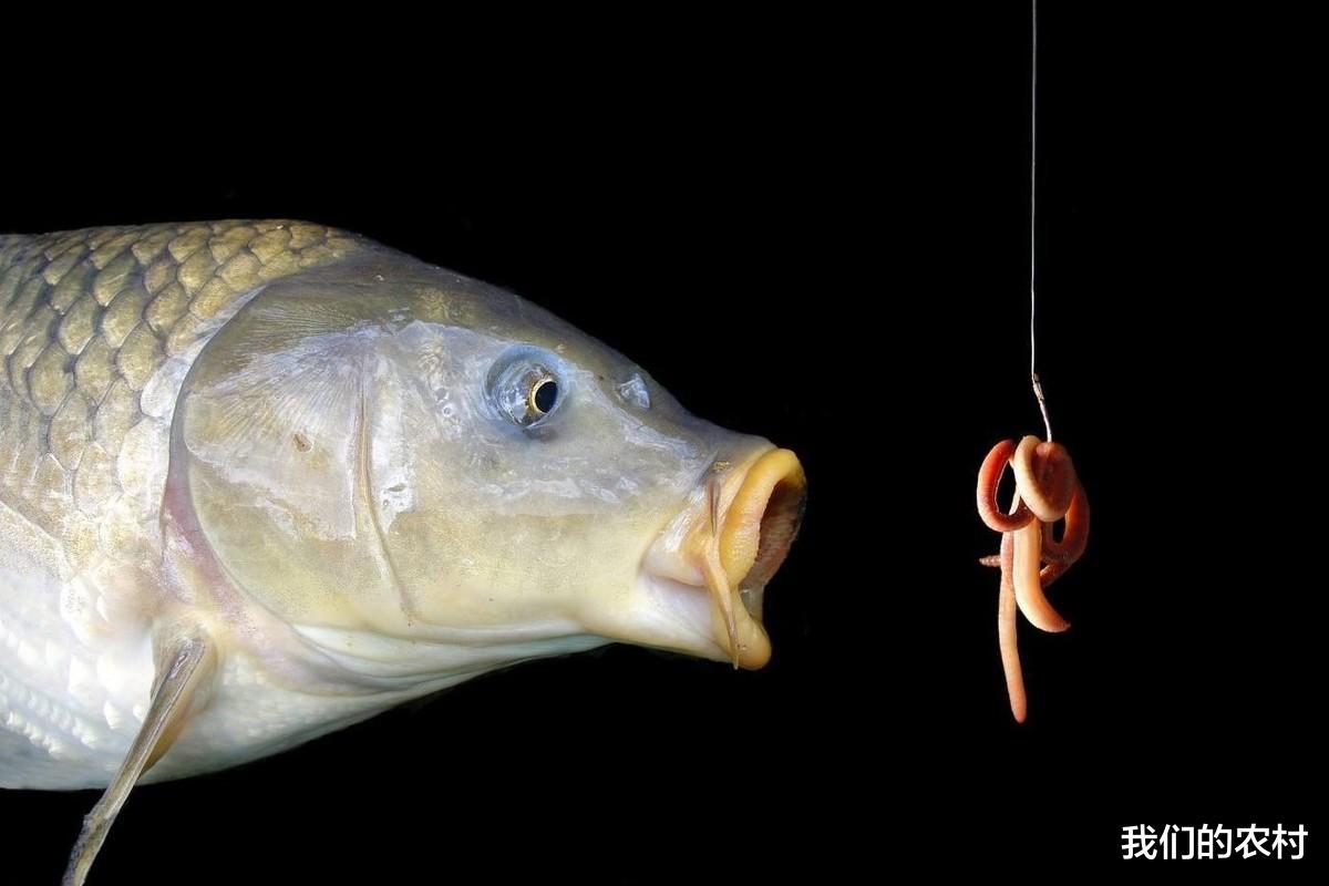 |夏季钓鲫鱼你一定要知道这个技巧，超级实用，狂拉爆护，停不下来