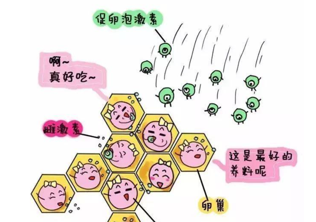 为何大多动物拥有固定繁殖周期,人类却没有?为何要隐藏排卵期?