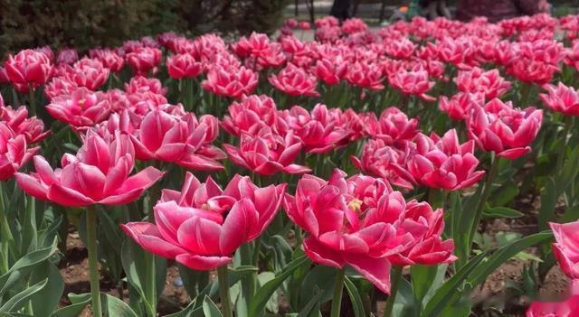 辽沈晚报 小长假第三天，沈阳北陵公园繁花似锦吸引大量游客