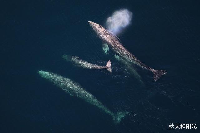 太平洋灰鯨大規模死亡，與日本排放核廢水有關？人類應該反思瞭-圖5