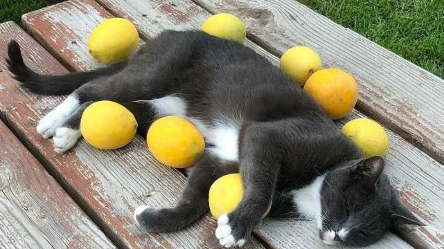 鲨鱼 24个冷知识：连生物老师都不知道，看完后颠覆认知的有趣知识