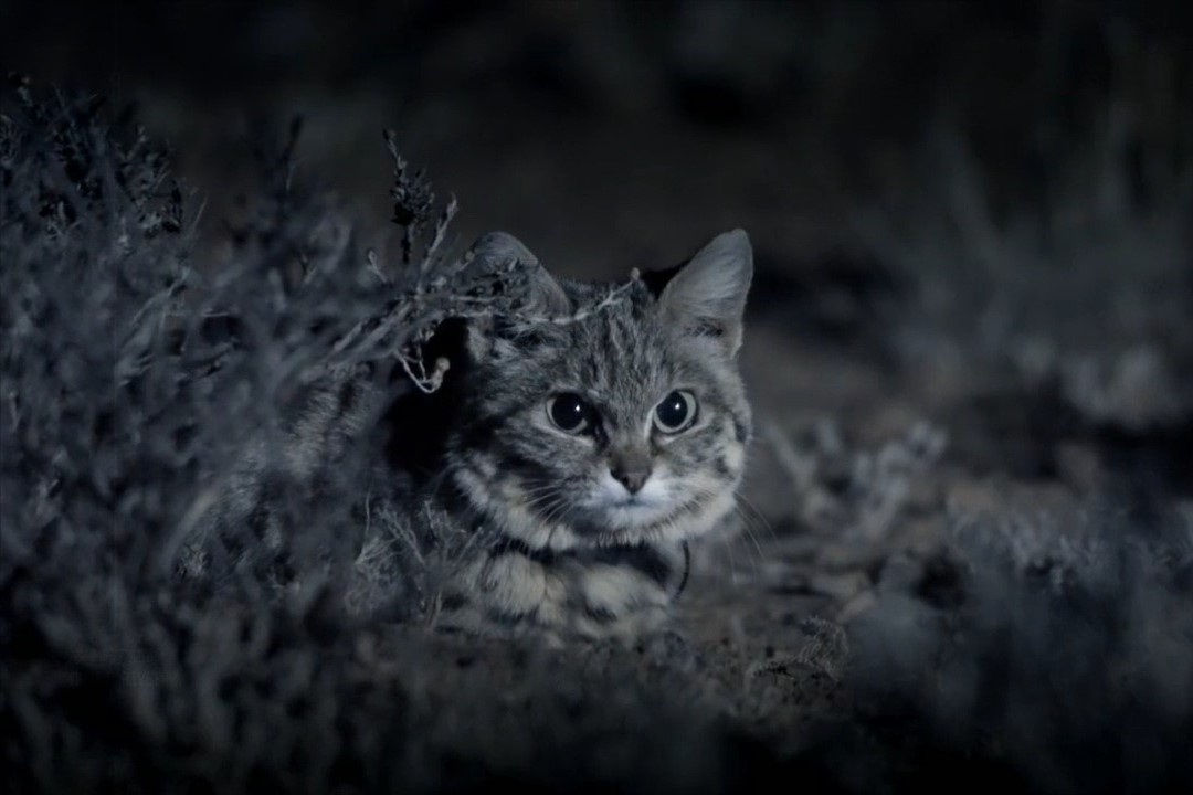 地球上最凶狠的6种野猫,狞猫能够一跃4米,猞猁竟敢单挑狼群?