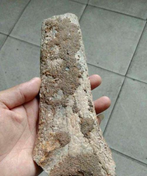 舜网 男子野外捡回一块满是带孔的木头，听了父亲的话赶紧上交