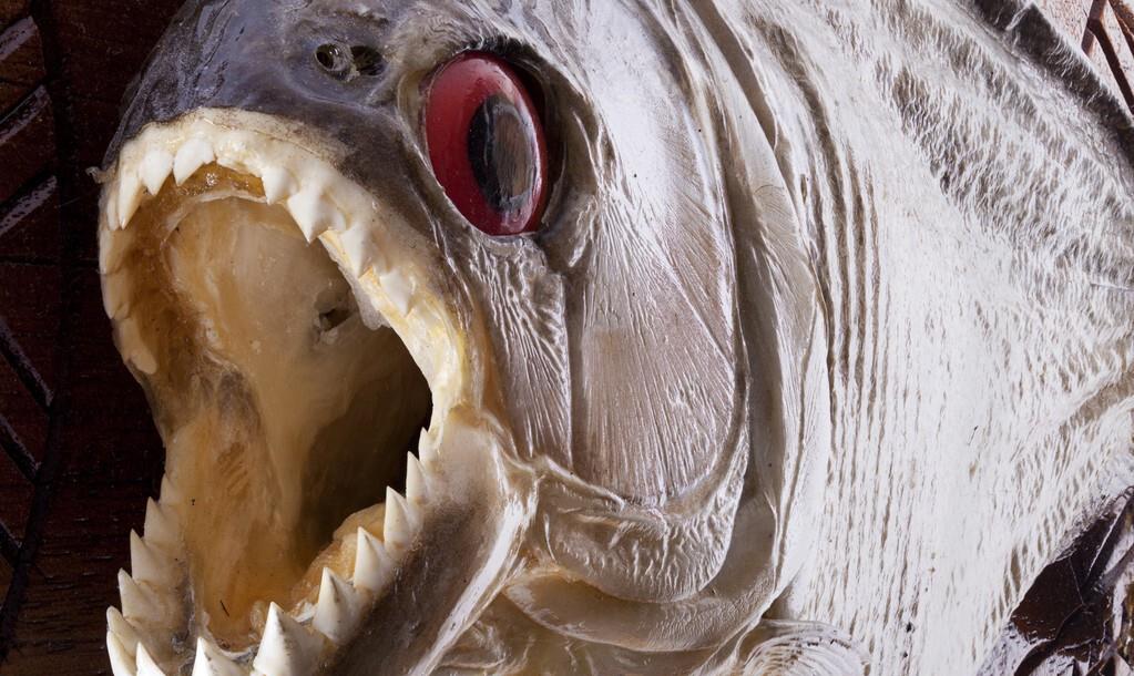 食人鱼为何不能称霸亚马逊河？看这些逆天怪鱼，食人鱼能干得过谁