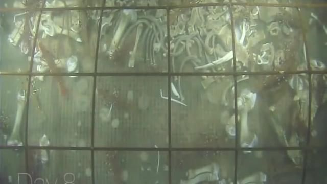 科学家 科学家将300斤猪扔进海底，每天观察，猪的下场让人背脊发凉