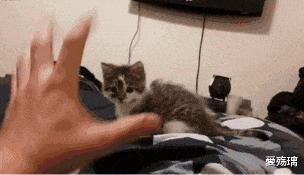 明星|假如让你娶一位离过婚的女明星，你会选择哪一位呢？