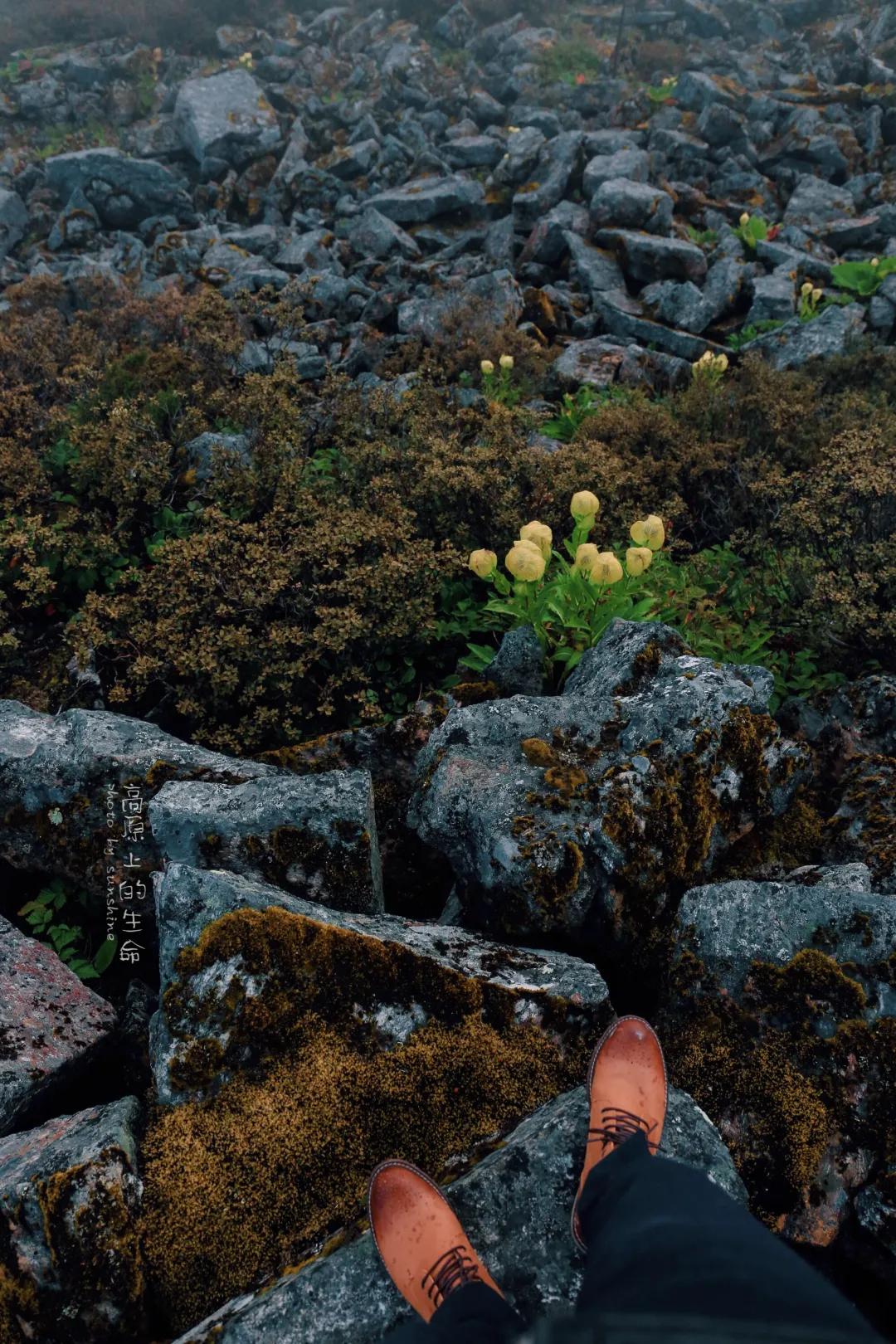 塘栖古镇 收下这份赏花图鉴，走进西藏初夏的梦境