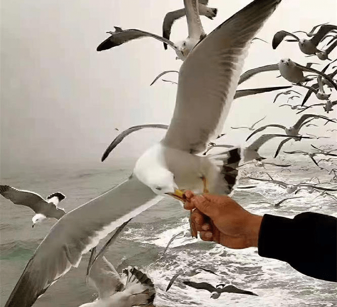 长岛|山东长岛月牙湾老林渔家乐，游泳垂钓免费，海鲜大餐更是鲜美无比