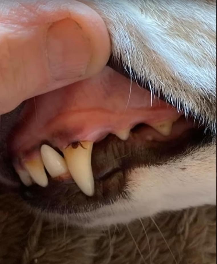 蜘蛛 27张“活久见”的照片，展示了大自然可怕的一面