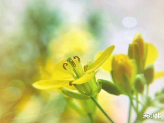 末小北|人世间最好的爱情：你走，我愿你安好；你留，我陪你到老