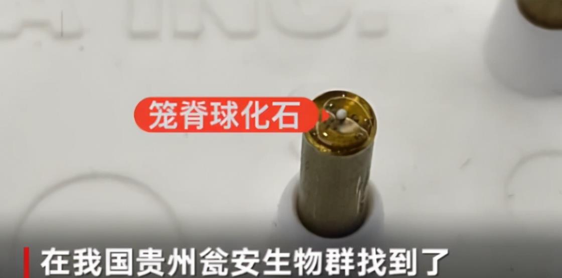 了解生物发展史,第一颗蛋是怎么来的?先有鸡还是先有蛋?