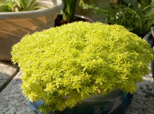 植萌|让黄金草爆盆，只要做好这6点，不用担心不爆盆