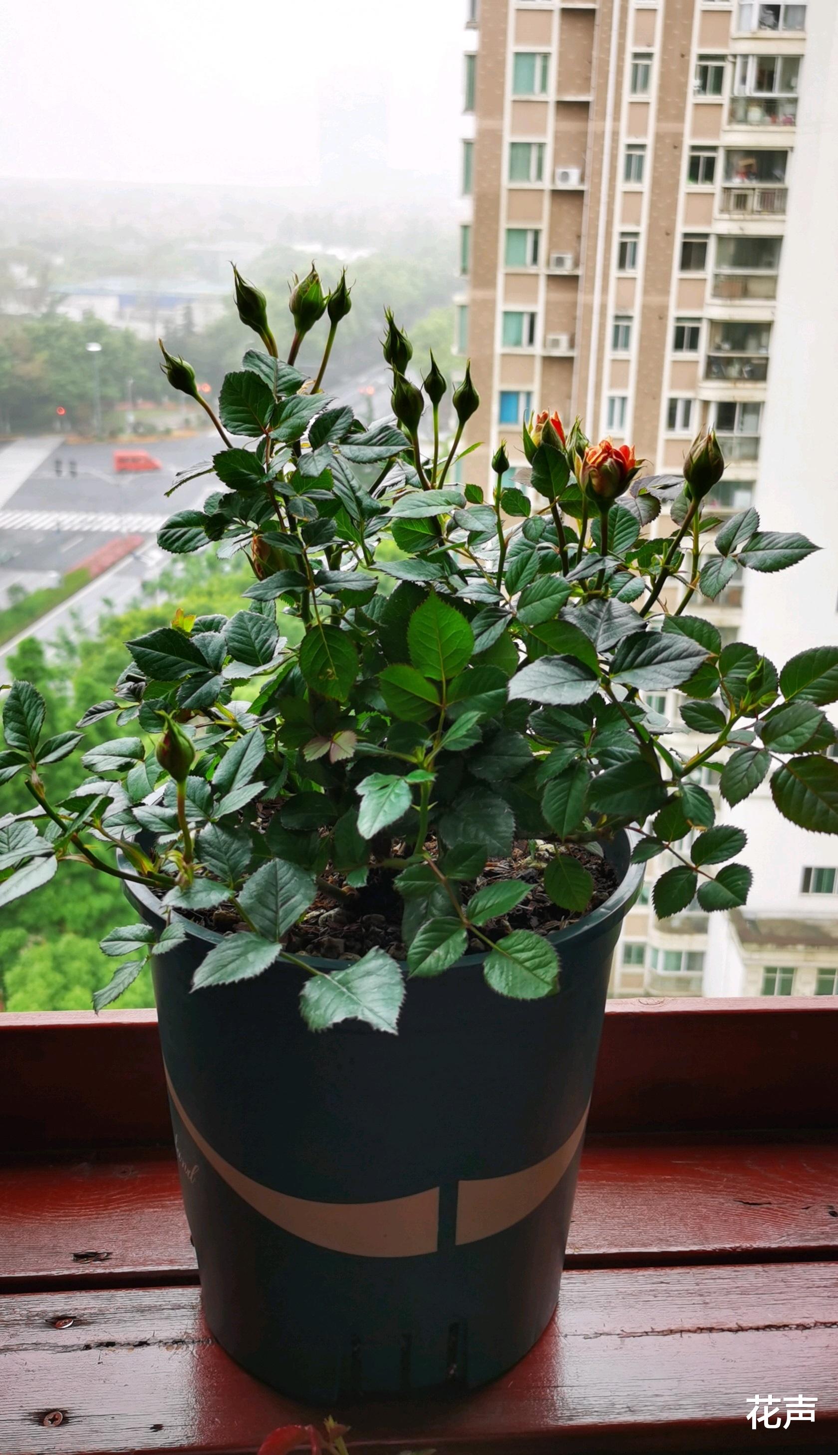 花声 你的阳台还缺花吗？养棵“双鱼座”吧，花朵又美又香，四季有花看