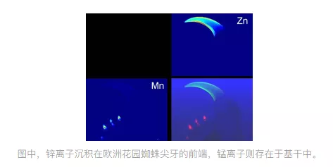 微生物|生物体还能产生金属单质或者产生半导体，构建逻辑电路？