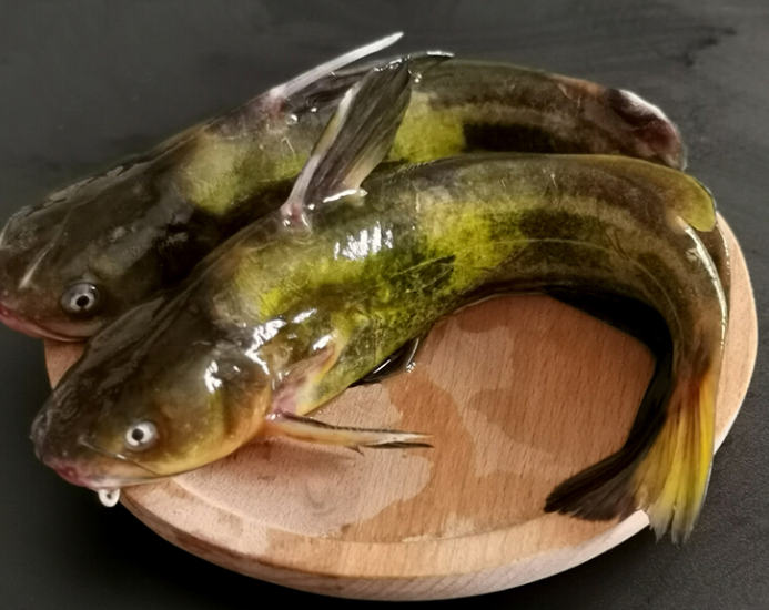 |钓鱼人又爱又恨的两种毒鱼, 被刺到难受一天, 抓好了吃起来真香!