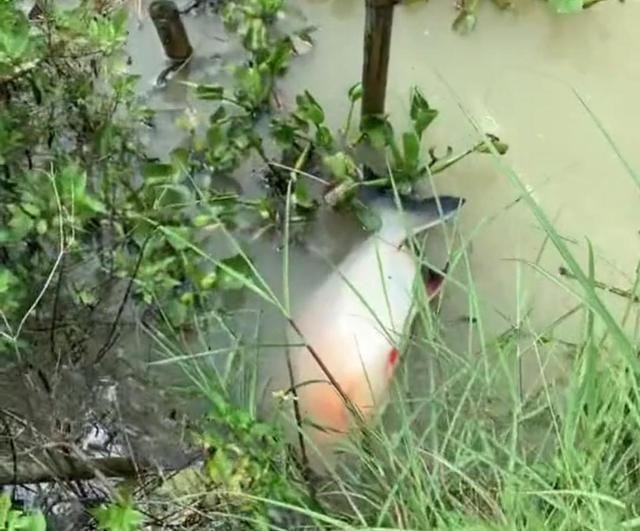 胡小小乖|广州男子河边钓起淡水白鲳,误以为是食人鱼,眼看鱼跑了也不敢抓