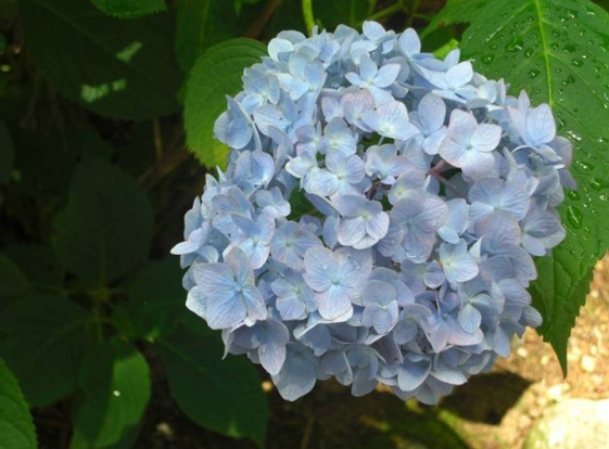 老张聊生肖|九月中旬，4生肖财运横飞，贵人相助，丰衣足食，走上人生巅峰