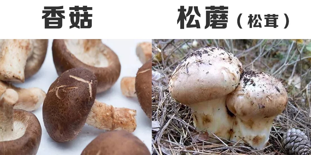 感冒|菌菇中，1种超高钾，6种低钾，一定要记住！