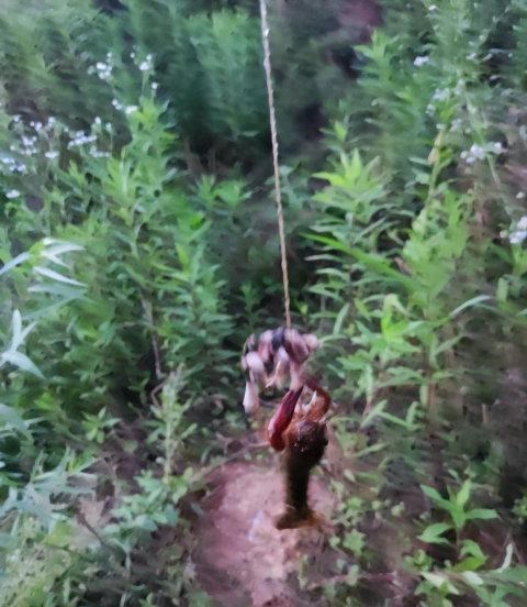 湖北|小龙虾泛滥？湖北钓鱼人半天钓一桶，可能是大水冲了养殖场