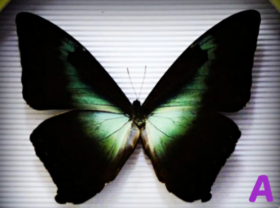 杨幂|心理学：哪只蝴蝶最漂亮，测出你是内敛的个性还是张扬的个性