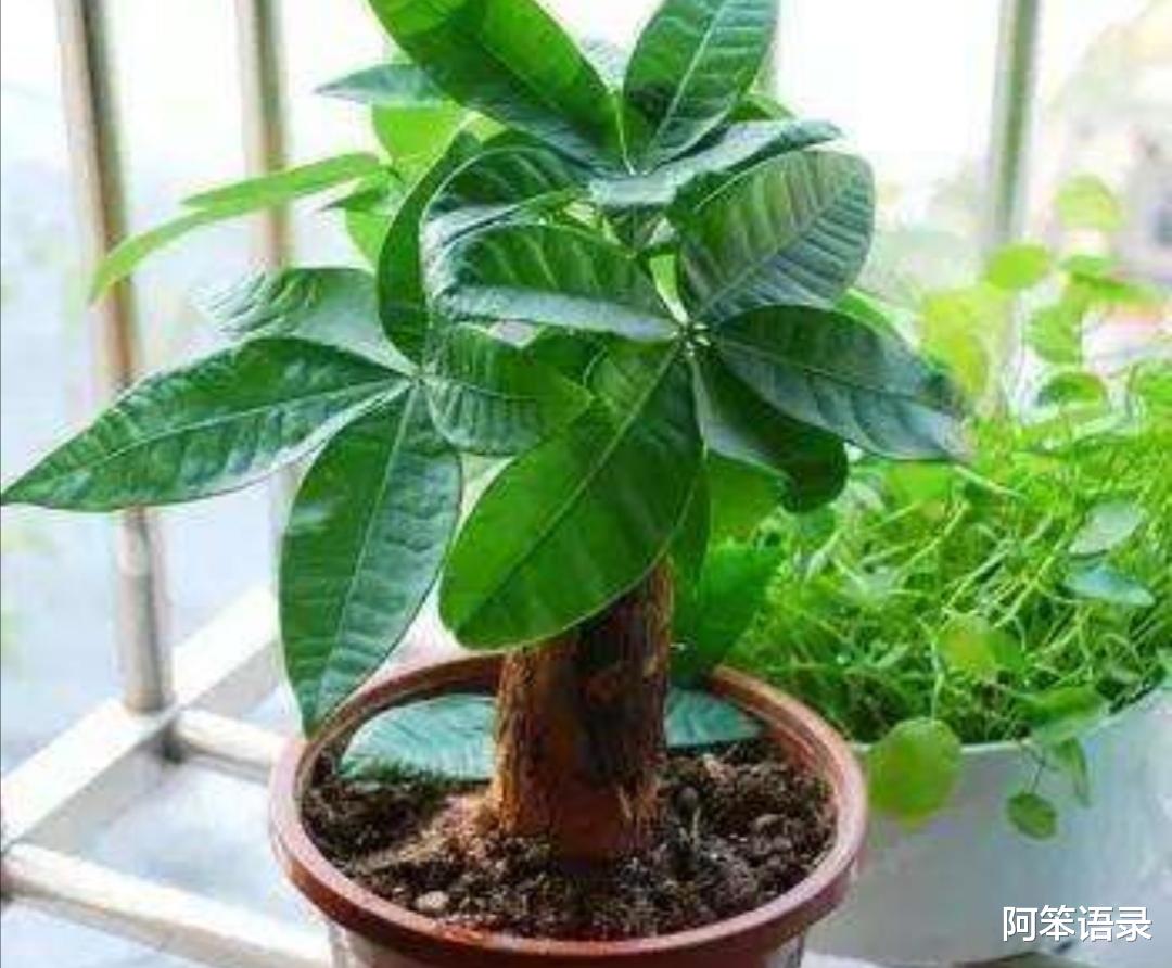 客厅|4种“吉利花”，放客厅最合适，好看又镇宅！日子过得红红火火！
