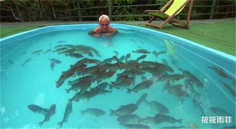 食人鱼 食人鱼真的吃人吗？为什么没有在亚马逊河泛滥？