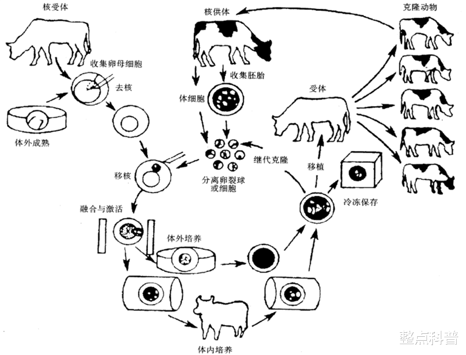 为什么现在很少提“克隆”了?多莉的一生就是答案,太可怜了