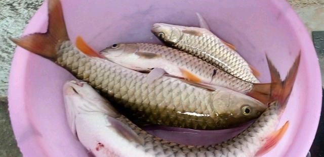 水库|江西一水库军鱼泛滥？钓鱼人：成群浮在水面，看得到钓不到