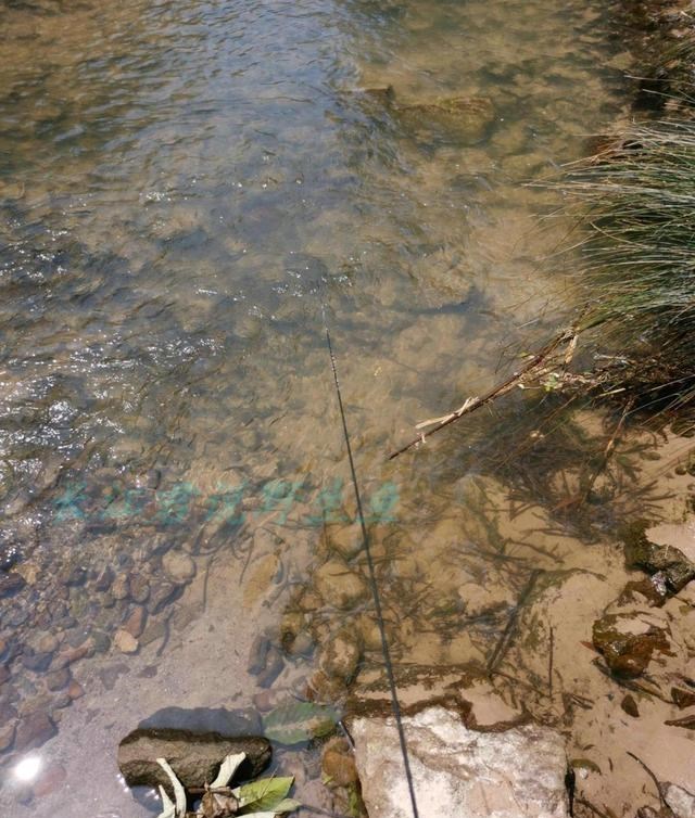 长江|离奇！男子想去山上鱼庄吃鱼，被堵后却在路边钓起鱼庄“头牌”