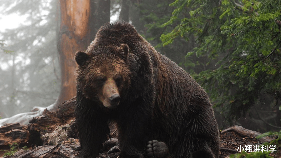 高定 东北虎能战胜科迪亚克棕熊吗？看下和乌苏里棕熊的对决，就能明白