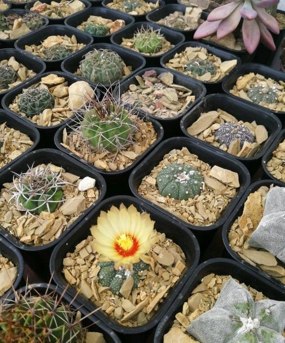 向阳园艺|十二卷怎么配土？要用软质颗粒，“这几种”搭配，养十二卷更合适