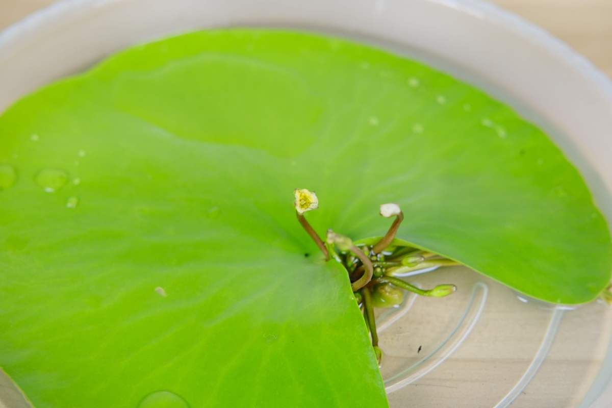 福州|1种花放水里就能活，却不适合有孩子的家养，很可能变“水帘洞”