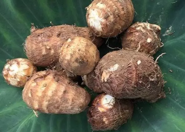 脾胃|【养生】冬吃芋头，散结消肿，防癌抗瘤的良药