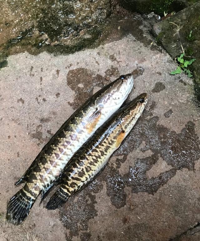 小辣椒体汇 死水沟里也有大鱼？广西老乡在水沟里捉泥鳅，意外捕获许多七星鱼